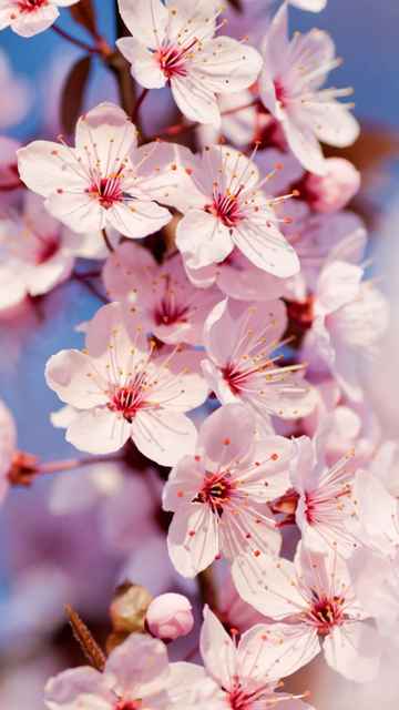1002 Cherry Blossoms